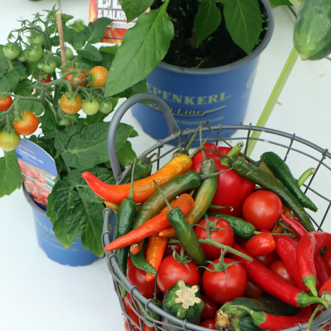 "Round & healthy: free-range, fruit and southern vegetables".