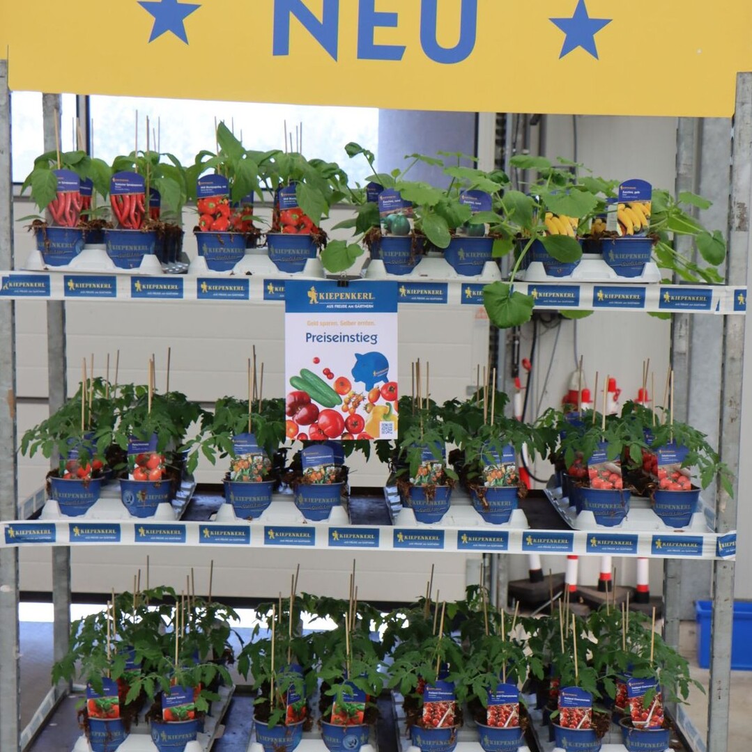 Inexpensive plants to start gardening - save money and harvest yourself.