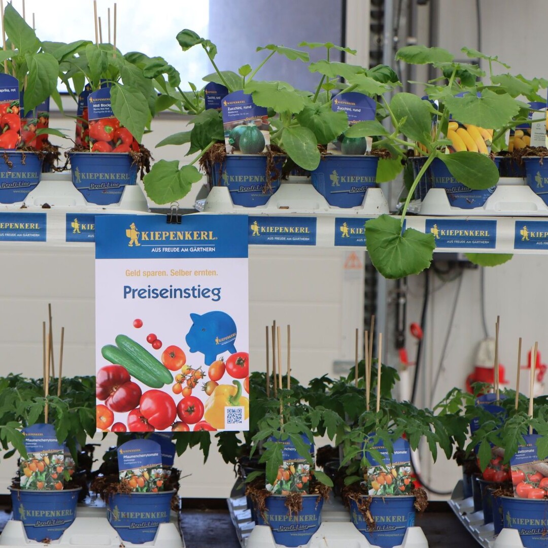 Inexpensive plants to start gardening - save money and harvest yourself