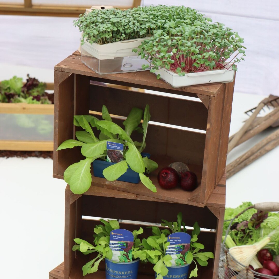 "Superfood & Detox: Trendy Vegetables Cabbage & Salad".