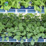 "Superfood & Detox: Trendy Vegetables Cabbage & Salad".