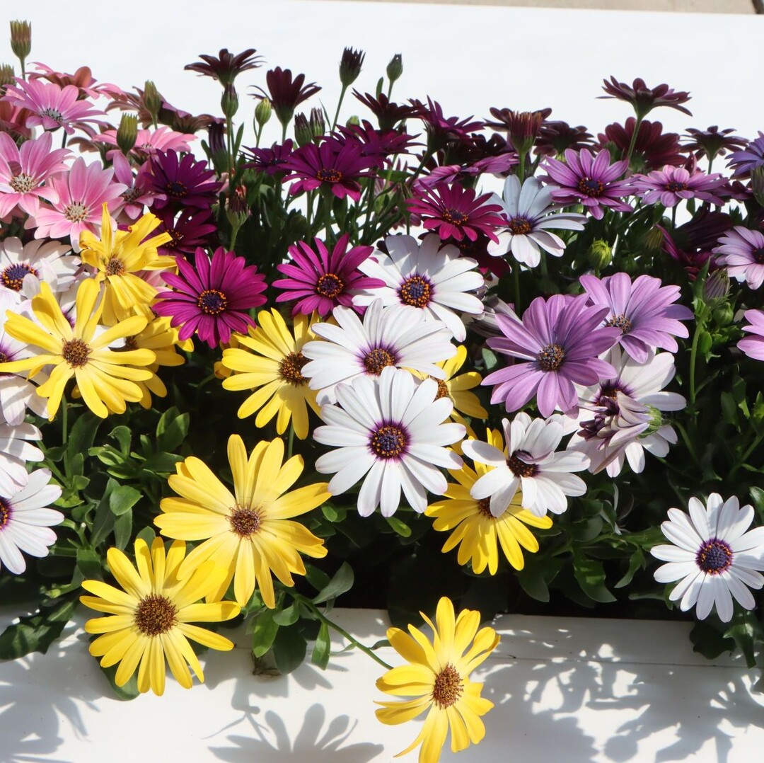 Osteospermum of the "Sunny" series