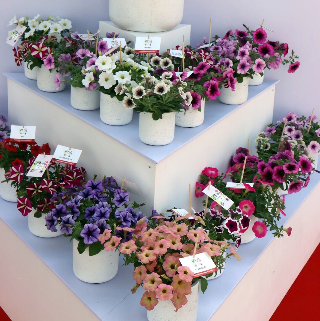 Petunias of the "Tea" series Beekenkamp highlighted in particular