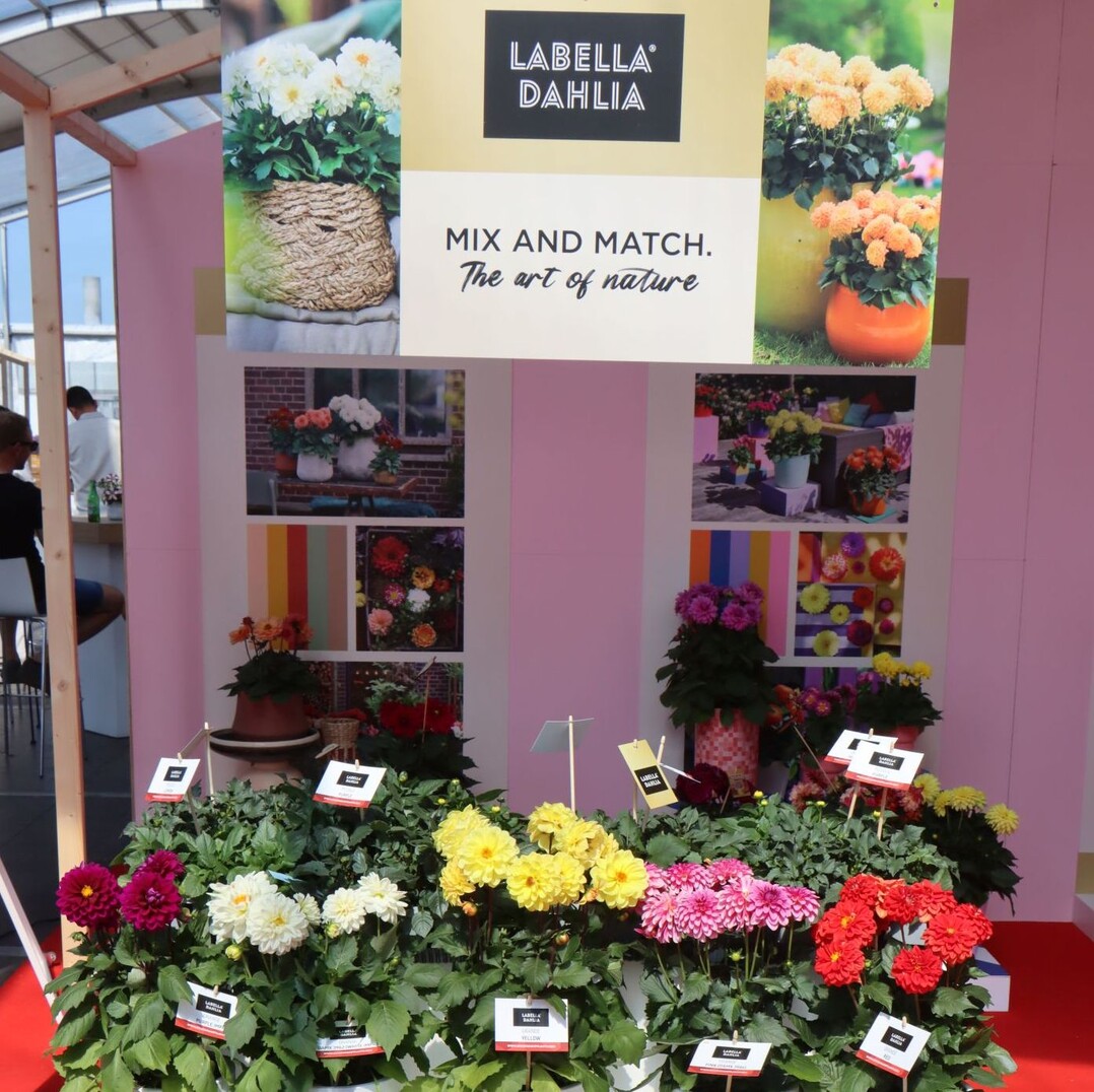 Beekenkamp also offers a particularly extensive dahlia assortment
