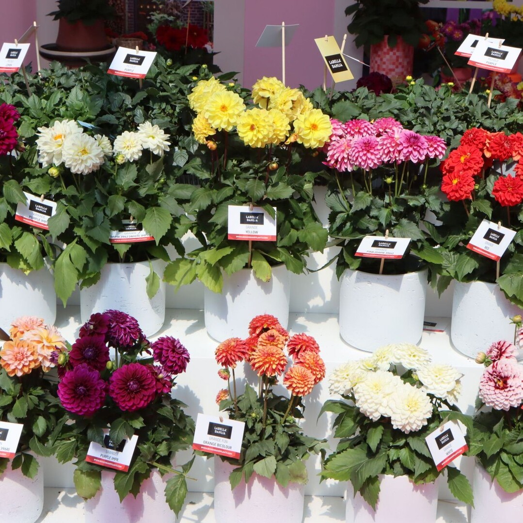 Beekenkamp also offers a particularly extensive dahlia assortment