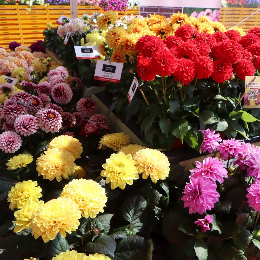 Beekenkamp also offers a particularly extensive dahlia assortment