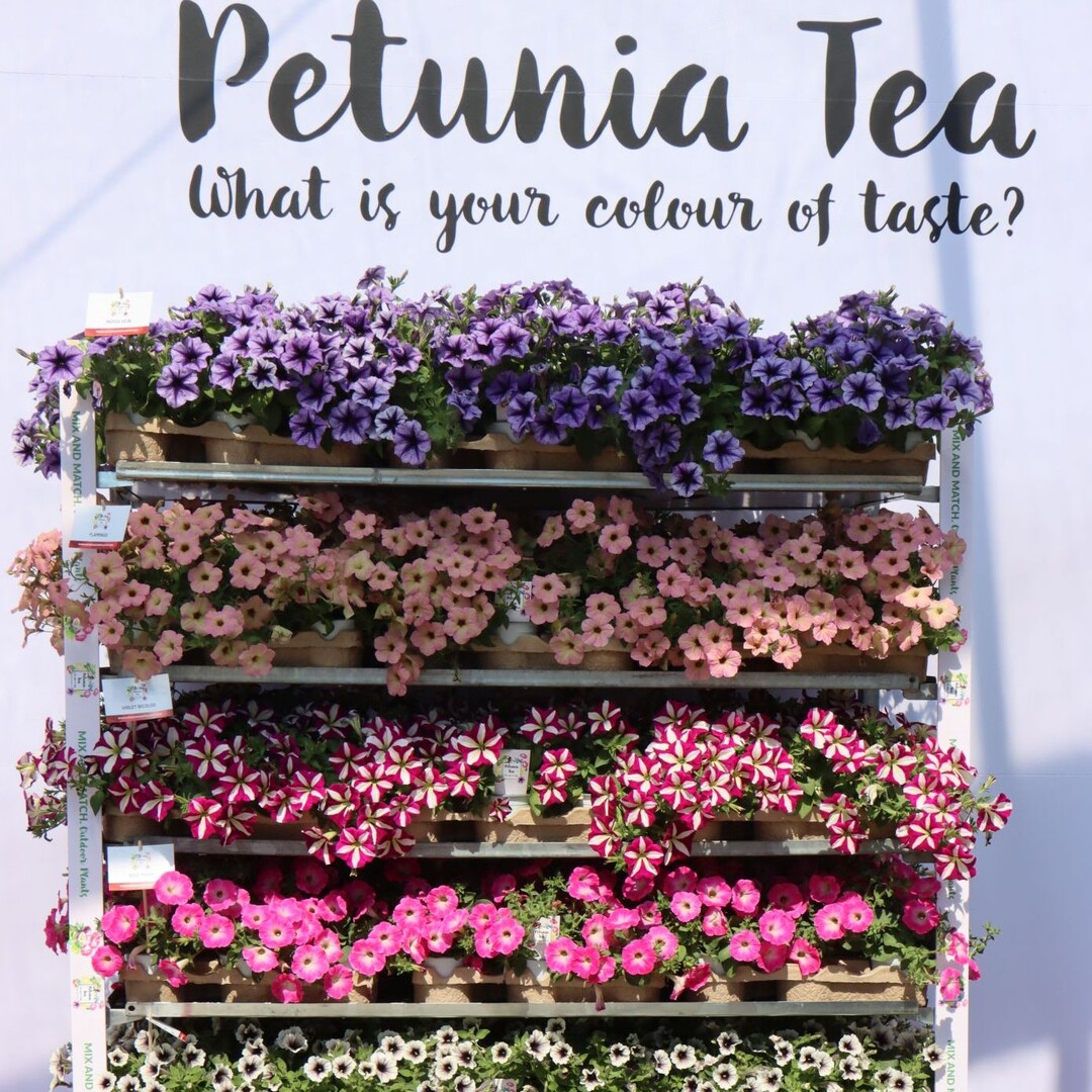 Petunias of the "Tea" series Beekenkamp highlighted in particular