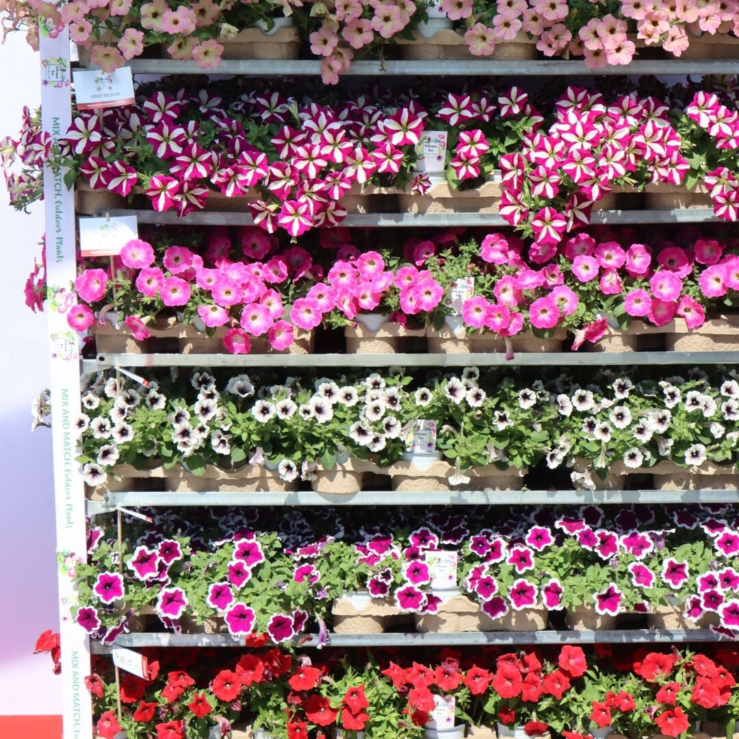 Petunias of the "Tea" series Beekenkamp highlighted in particular