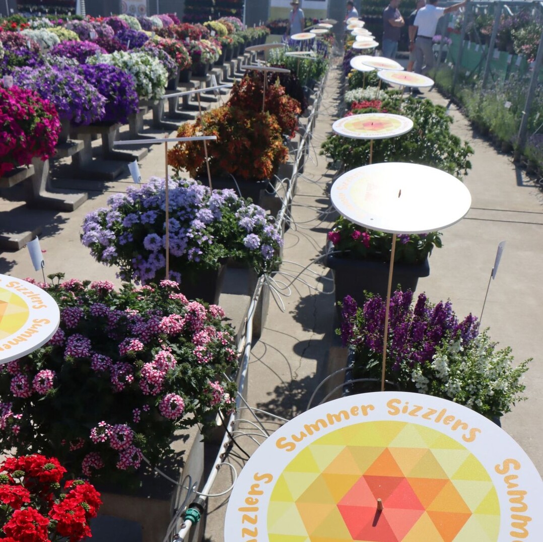 On the large trial field, visitors were invited to mark their favourite plants with a heart pin