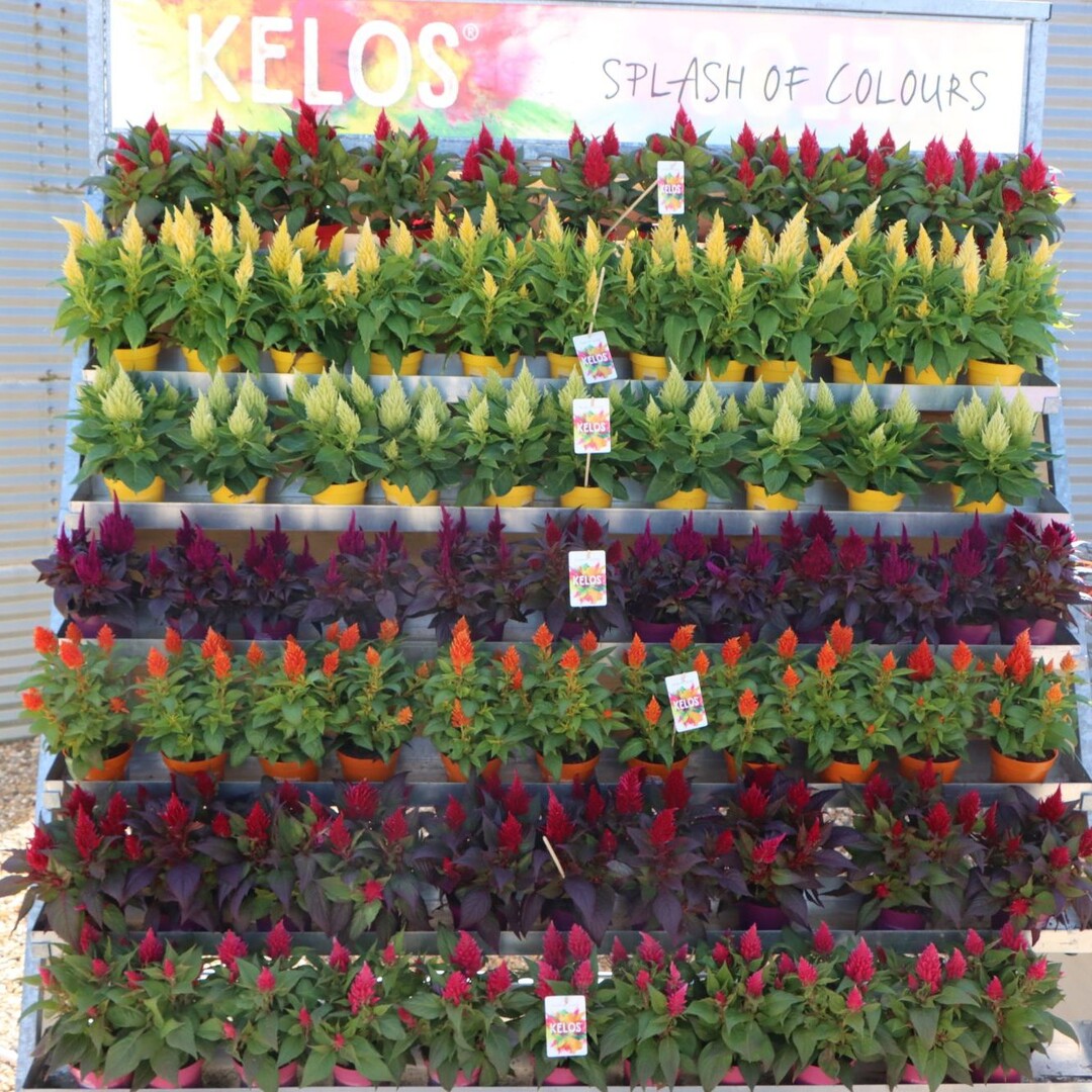 Celosia "Kelos" comes in numerous colours