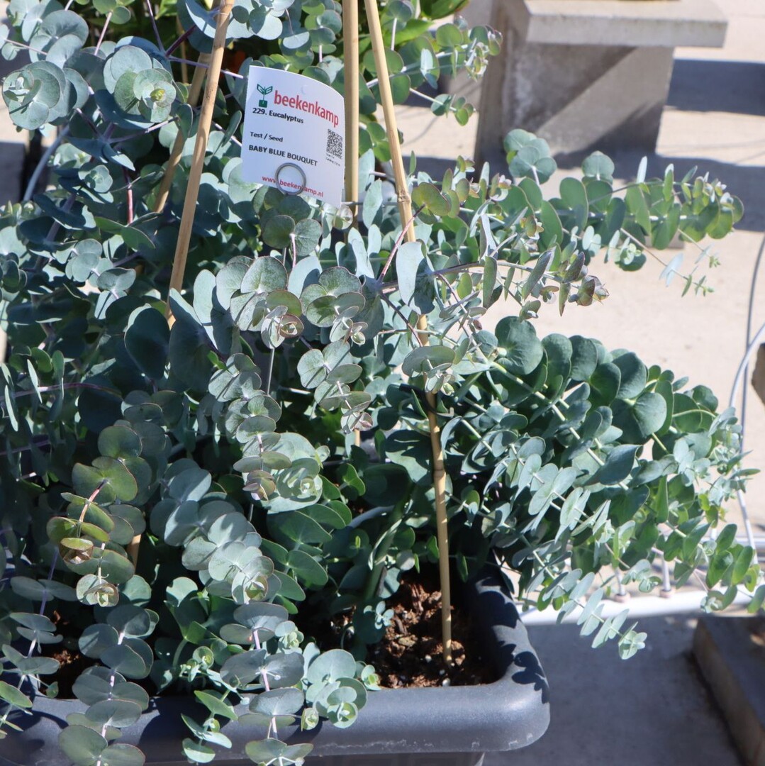 A compact and bushy growing eucalyptus