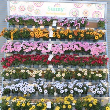 Osteospermum of the "Sunny" series