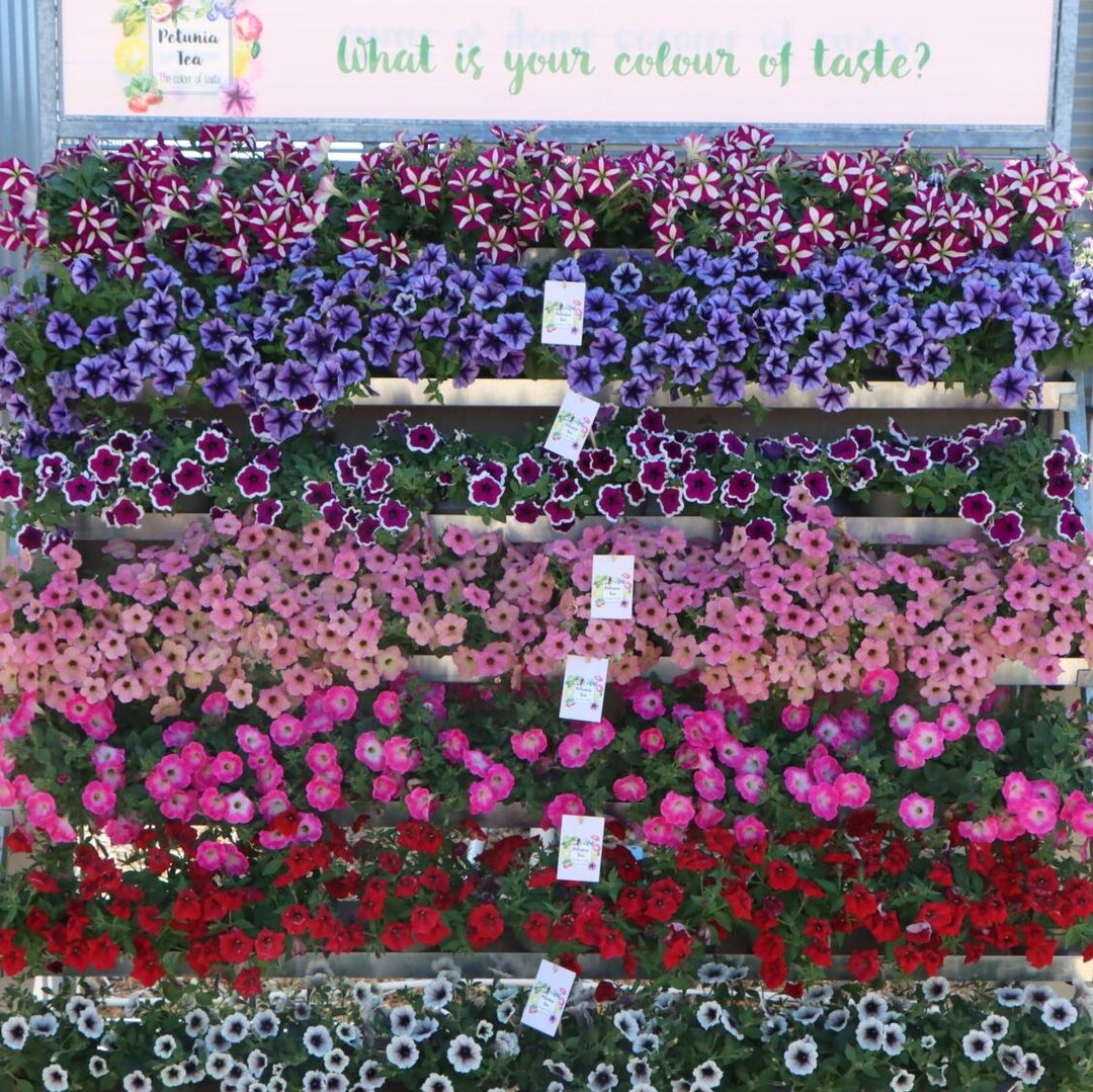 Petunias of the "Tea" series Beekenkamp highlighted in particular
