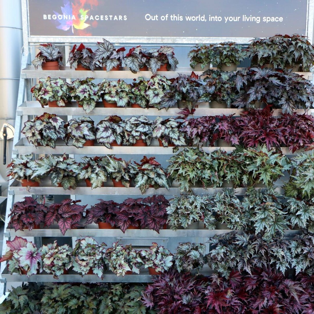 "Spacestars" are leaf begonias, which are mysterious and a bit peculiar