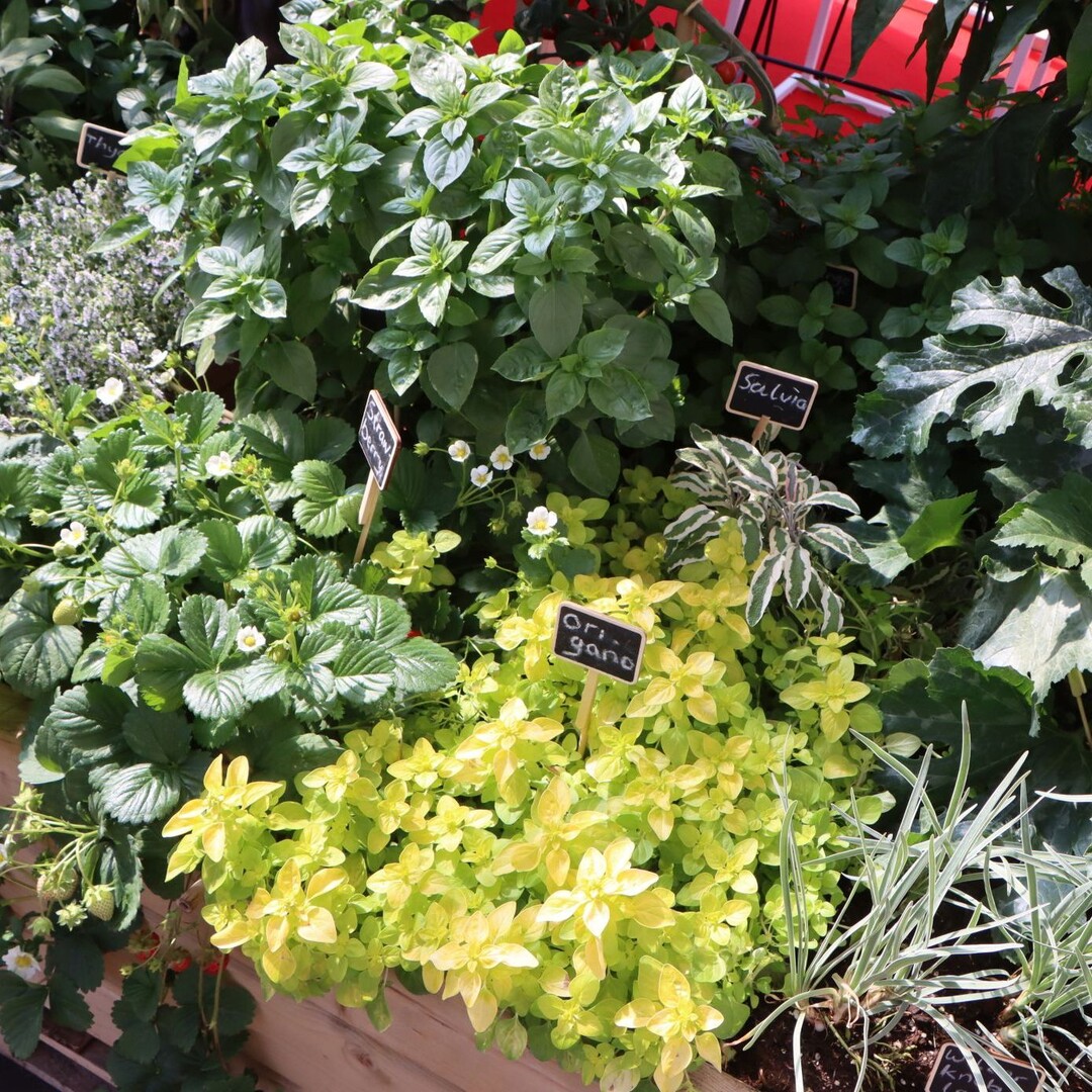 Vegetable seedlings and herbs are also available from Beekenkamp
