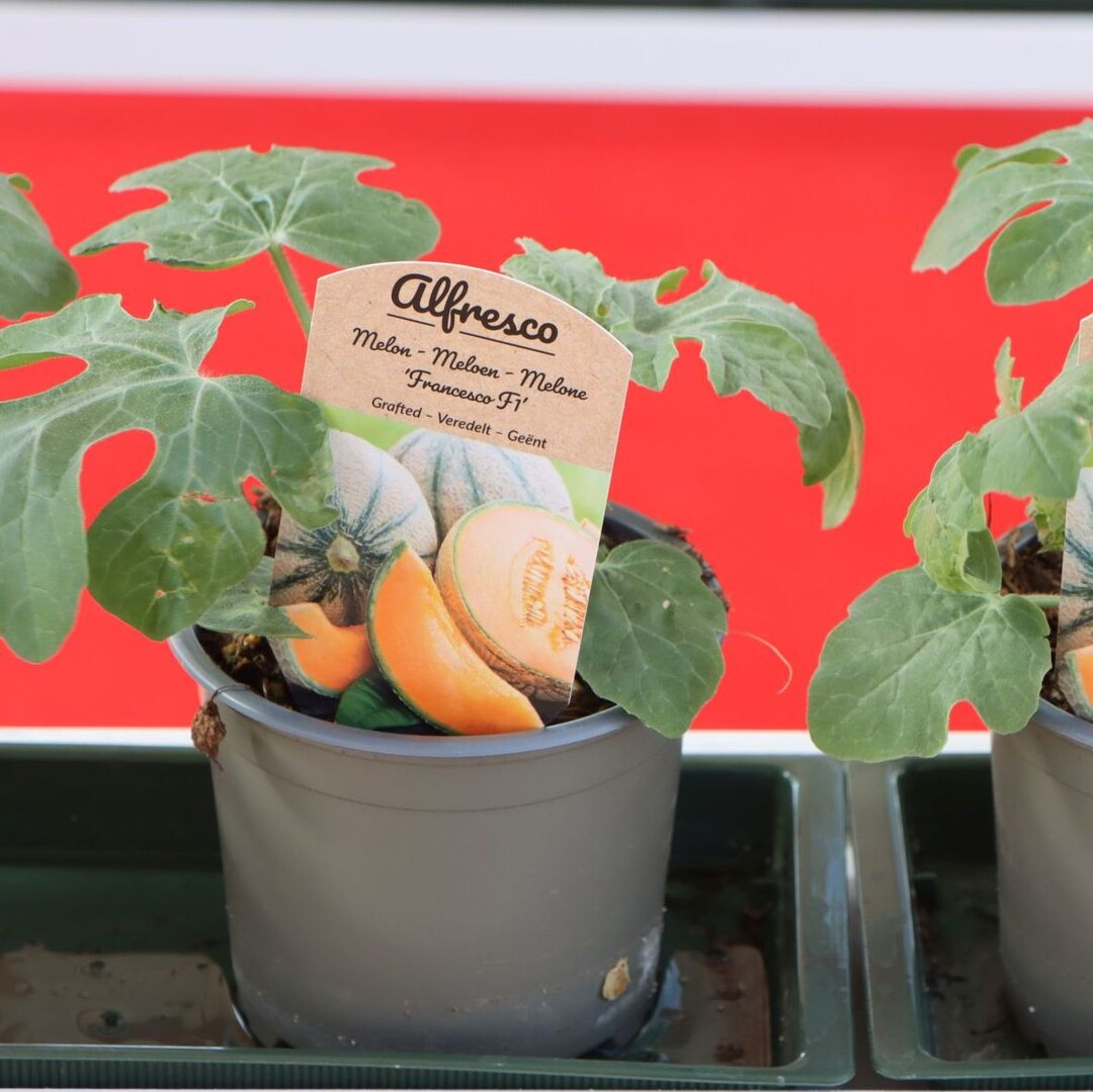 Vegetable seedlings and herbs are also available from Beekenkamp
