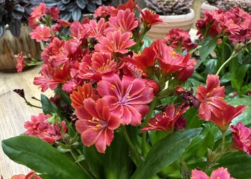 Kientzler GmbH & Co. KG"s new bitterwort variety, the Lewisia cotyledon hybrid "Sunset Glow", KG won the audience award at IPM Innovations 2025.