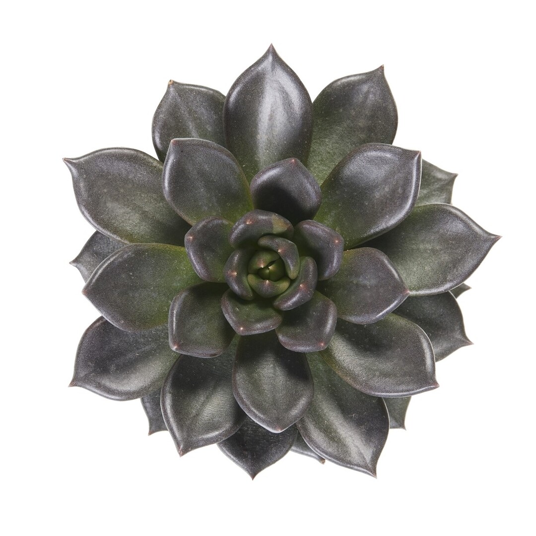 Echeveria Mamba by Dümmen Orange is part of the first group of Dümmen Orange Echeveria breeding, featuring dark, purple-black foliage, enhanced disease resistance, and a thick, shatter-proof habit.