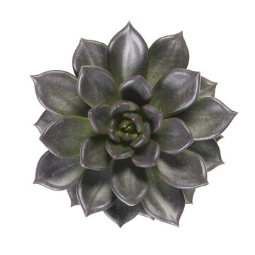 Echeveria Mamba by Dmmen Orange is part of the first group of Dmmen Orange Echeveria breeding, featuring dark, purple-black foliage, enhanced disease resistance, and a thick, shatter-proof habit.