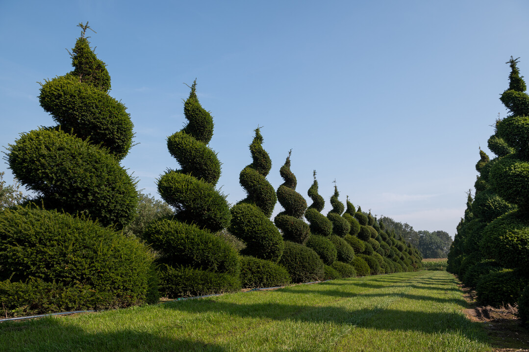     The company is well known for large sizes of exceptional shapes. 