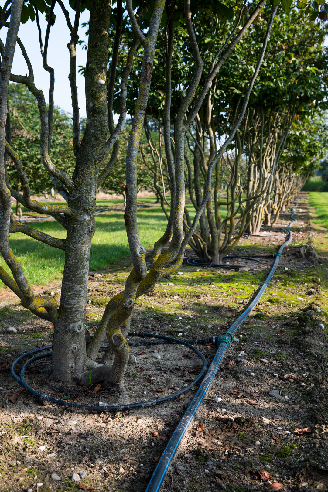 Newly planted trees need a lot of water, especially during dry summers like those we have seen over the past few years. Private customers sometimes forget that.