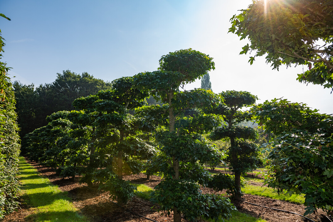      Less chemicals leads to stronger plants.