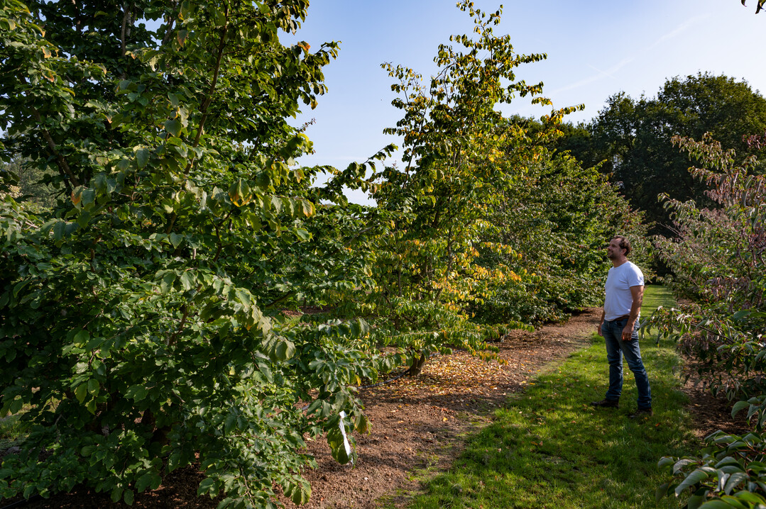     Large sizes and exclusive trees do continue to do well internationally.