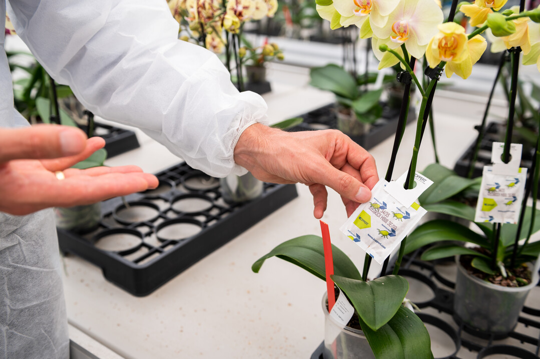      Phalaenopsis' success can partly be explained by its very long flowering period.  