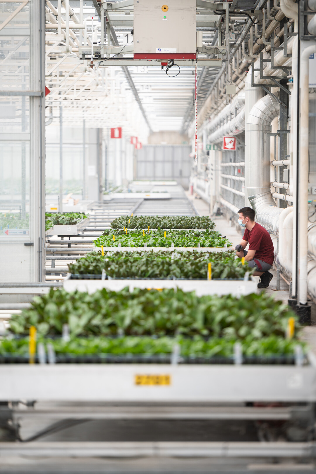 Sustainability is in our blood. The slogan may be over-used, but coming from a Phalaenopsis breeder it sounds just a little more credible