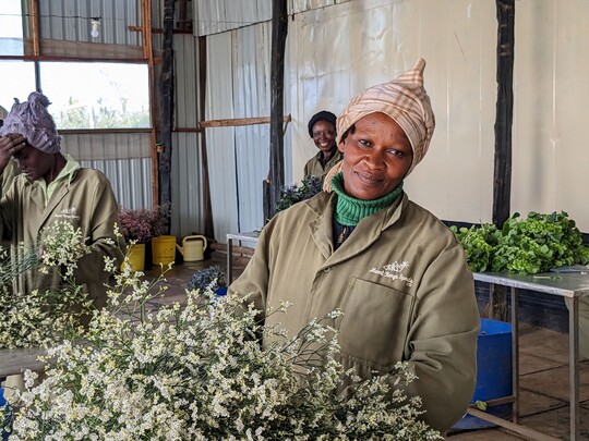 Mt Kenya Sprouts