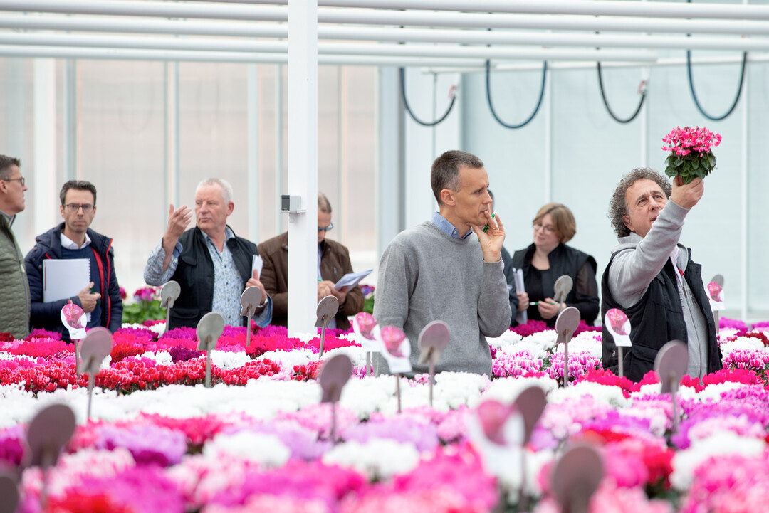 During the annual Cyclamen Open Days from 24th of October until 11th of November 2022, you are more than welcome for a visit at Schoneveld.