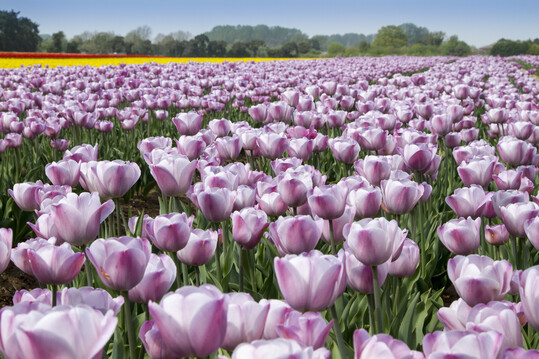 Syngenta Crop Protection Acquires Two Bioinsecticides