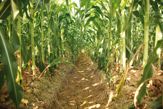   FortePhest has pioneered the development of several classes of herbicides with a new mode of action to inhibit the growth of weeds, with no harm to important crops as corn. 