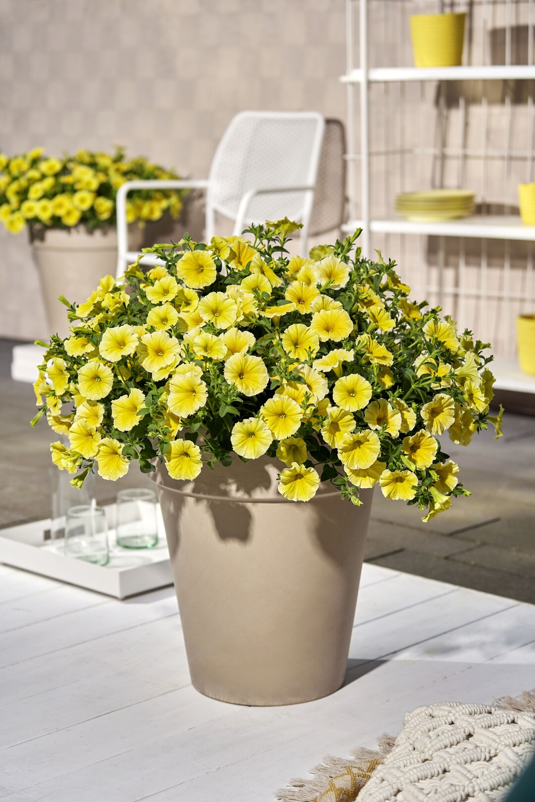 The FleuroStar Award 2022-23 has been awarded to Petunia grandiflora Bees Knees from Florensis.
