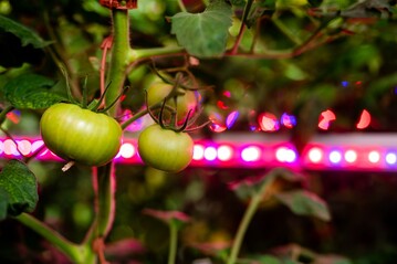 Growers should keep in mind that their crop will look differently under full LED than they are used to with HPS.