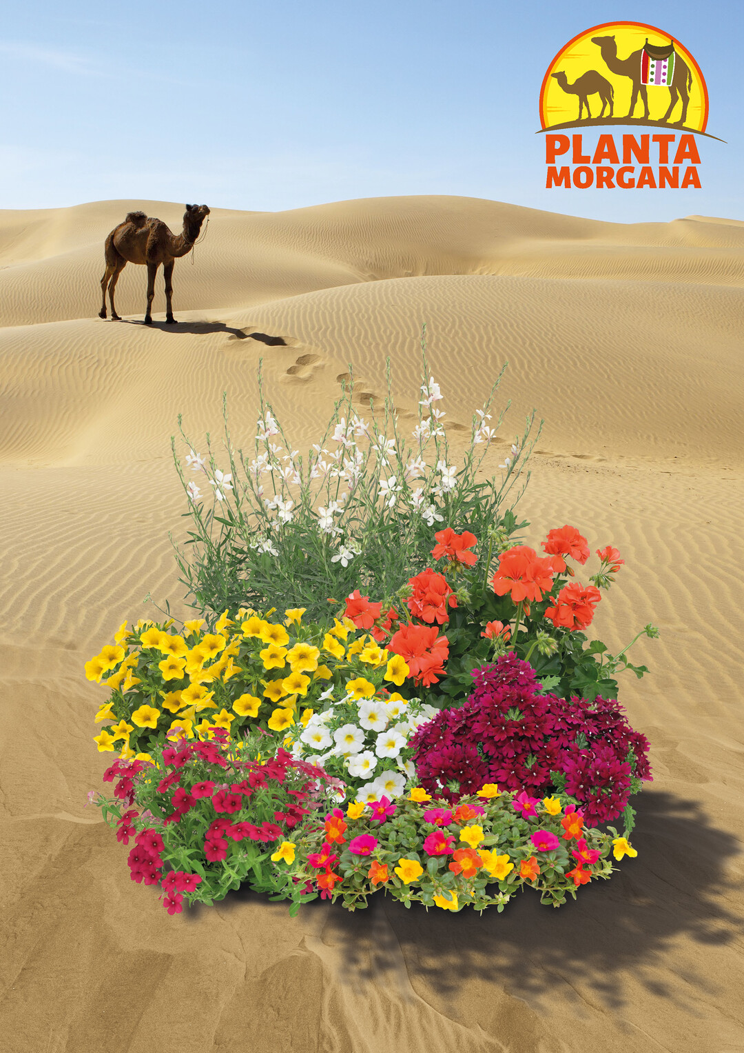 With "Planta Morgana", Selecta has the answer to an increased demand for flowering plants that perform very well in hot and dry summers.