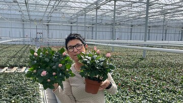 Breeder Rosa Eskelund with Princess of Infinity in big 14 cm  pots