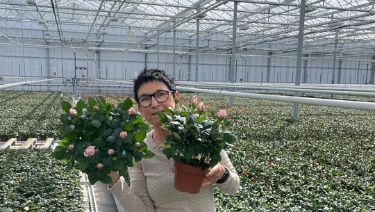 Breeder Rosa Eskelund with Princess of Infinity in big 14 cm  pots