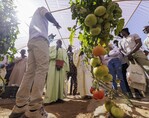 The new Training & Demonstration Centre HortiSenegal project kicked off in Kirene, Senegal, on 9 March 2023. In this initiative by vegetable breeding company Rijk Zwaan and co-funded by the Dutch government, a consortium of companies will provide training to local farmers.