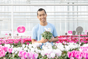 Cyclamen Open Days Schoneveld Breeding week 43-44-45