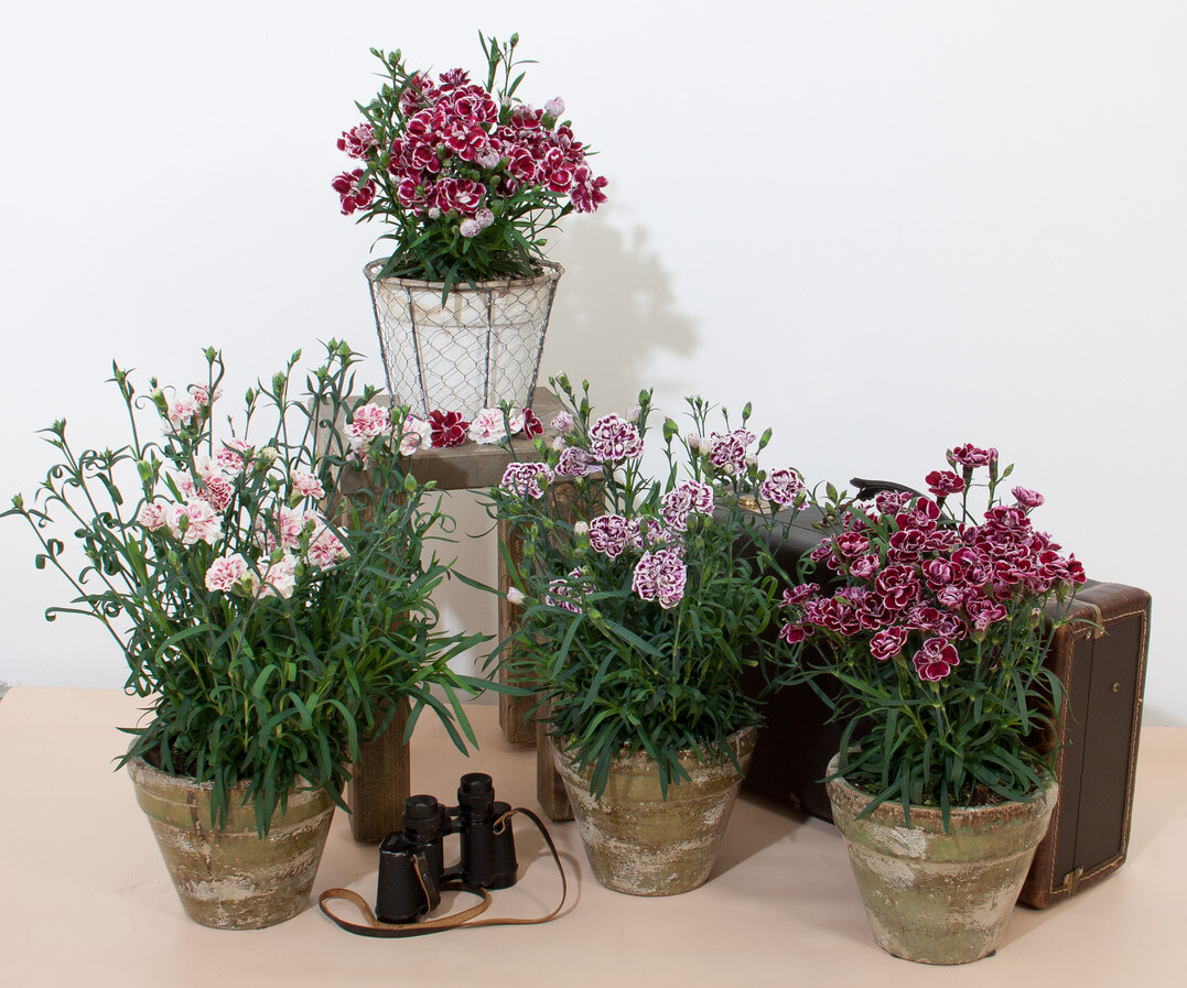 "Capitn" is a very attractive series with strong growing bicoulored varieties with rich fragrance and which are suitable for large pots and containers.