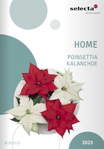 The brand new catalog presents many varieties of poinsettias and kalanchoe.