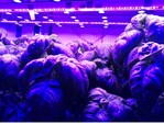 Basil does not appear to be positively affected by blue LED lighting in a similar way as previously researched results for leafy greens and fruits.