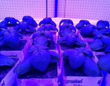Does blue LED light have a positive effect on the growth of basil? This was investigated in a joint project between Signify and Wageningen University.