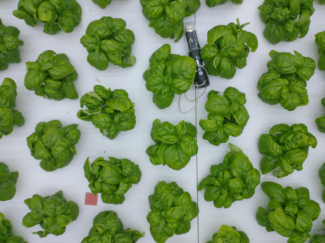 Basil cultivation: If white light is not strictly necessary in LED installations for grow lights, it is better to avoid it.