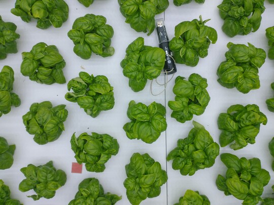 Basil cultivation:If white light is not strictly necessary in LED installations for grow lights, it is better to avoid it.