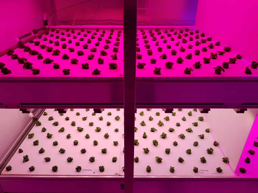 In a climate chamber at the Philips GrowWise research center, three basil crops were grown consecutively under different light recipes.