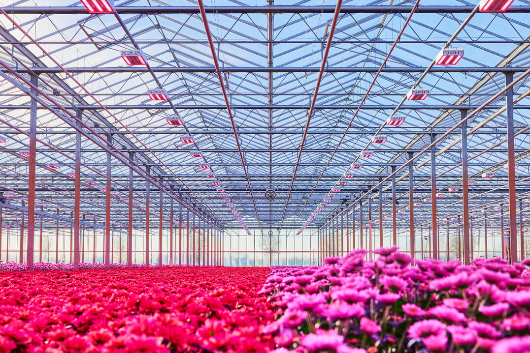 Grow light with adjustable far-red for chrysanthemum grower Van Wordragen