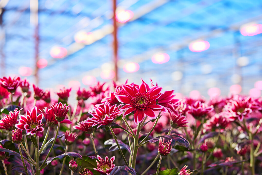 Grow light with adjustable far-red for chrysanthemum grower Van Wordragen