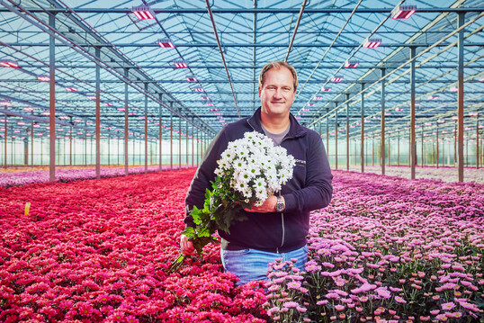 Grow light with adjustable far-red for chrysanthemum grower Van Wordragen